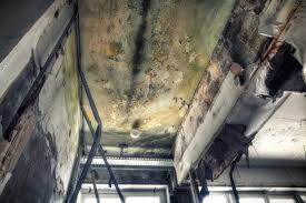 Best Emergency Mold Remediation  in Huntsville, TX